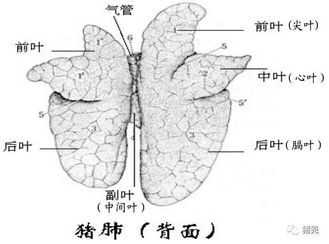 中国感染疫情最早情况，历史、现状与深刻反思